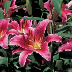 Lilium 'Stargazer' -Tree Bower Sales x600 21522