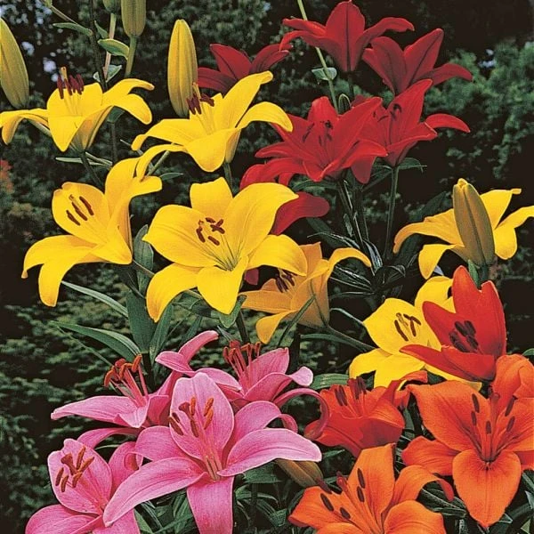 Lilium True Colors Mix For Naturalizing 3 Lilium True Colors Mix For Naturalizing - Image 3