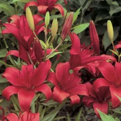 Lilium True Colors Mix For Naturalizing 14 Lilium True Colors Mix For Naturalizing -Tree Bower Sales x600 21524