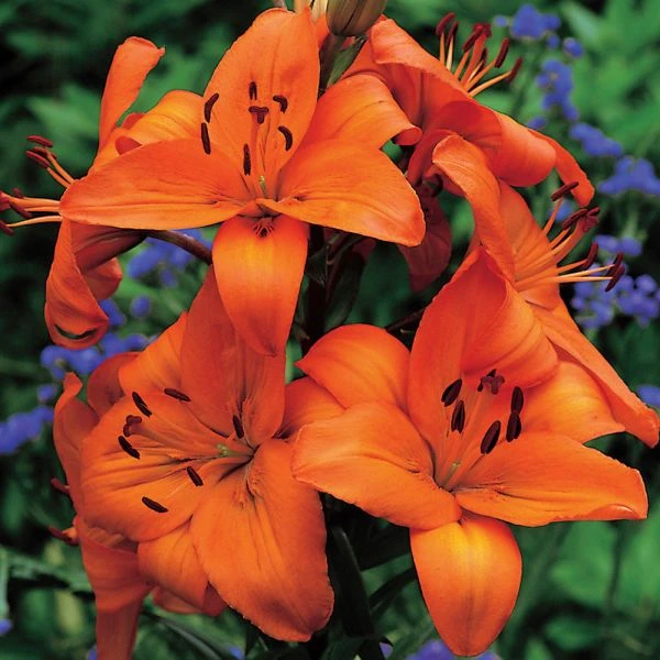 Lilium True Colors Mix For Naturalizing 5 Lilium True Colors Mix For Naturalizing - Image 5