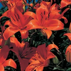 Lilium True Colors Mix For Naturalizing 16 Lilium True Colors Mix For Naturalizing -Tree Bower Sales x600 21526
