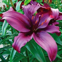 Lilium True Colors Mix For Naturalizing 17 Lilium True Colors Mix For Naturalizing -Tree Bower Sales x600 21527