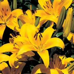 Lilium True Colors Mix For Naturalizing 18 Lilium True Colors Mix For Naturalizing -Tree Bower Sales x600 21528