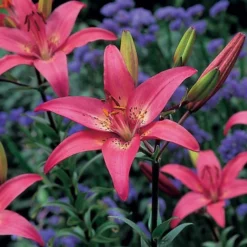 Lilium True Colors Mix For Naturalizing 19 Lilium True Colors Mix For Naturalizing -Tree Bower Sales x600 21529
