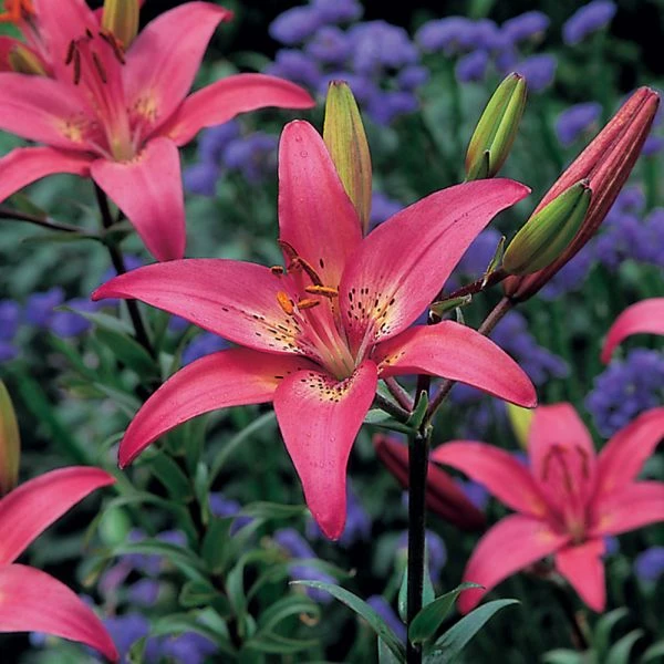 Lilium True Colors Mix For Naturalizing 9 Lilium True Colors Mix For Naturalizing - Image 9