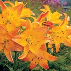 Lilium True Colors Mix For Naturalizing 20 Lilium True Colors Mix For Naturalizing -Tree Bower Sales x600 21530