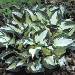 Hosta 'Fire And Ice' 10 Hosta 'Fire And Ice' -Tree Bower Sales x600 21547