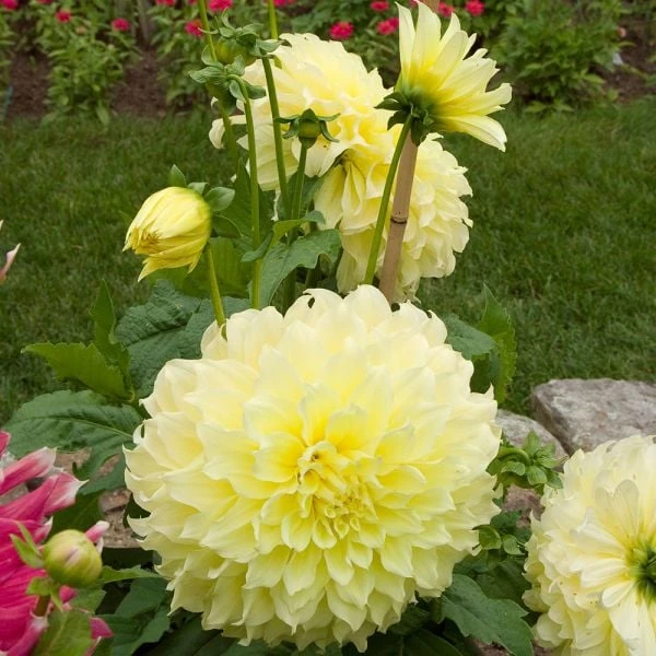Dahlia 'Kelvin Floodlight' 4 Dahlia 'Kelvin Floodlight' - Image 4