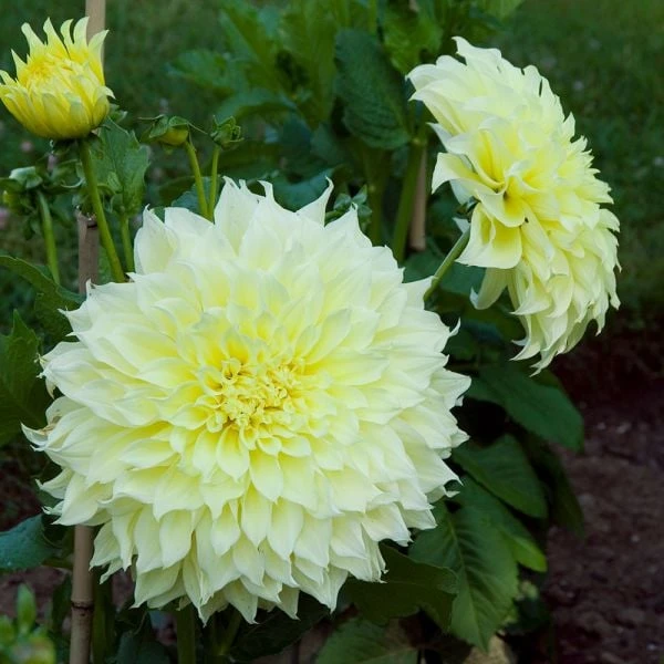Dahlia 'Kelvin Floodlight' 5 Dahlia 'Kelvin Floodlight' - Image 5
