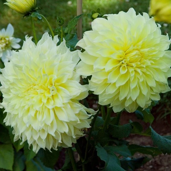 Dahlia 'Kelvin Floodlight' 6 Dahlia 'Kelvin Floodlight' - Image 6