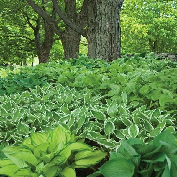 Starter Shade Collection 2 Starter Shade Collection - Image 2