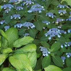 Hydrangea Serrata 'Blue Billow' 10 Hydrangea Serrata 'Blue Billow' -Tree Bower Sales x600 21608