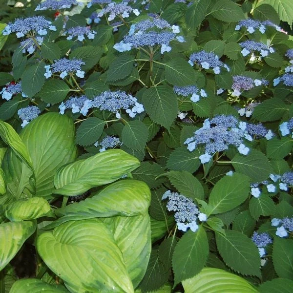 Hydrangea Serrata 'Blue Billow' 5 Hydrangea Serrata 'Blue Billow' - Image 5