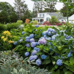 Hydrangea Macrophylla Endless Summer® -Tree Bower Sales x600 21611