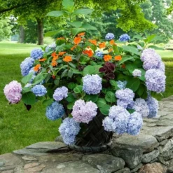 Hydrangea Macrophylla Endless Summer® -Tree Bower Sales x600 21613