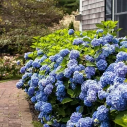 Hydrangea Macrophylla Endless Summer® -Tree Bower Sales x600 21614