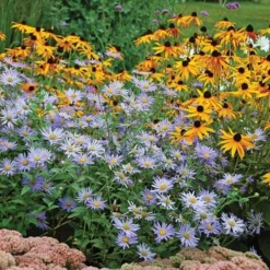 Aster X Frikartii 'Mönch' 7 Aster X Frikartii 'Mönch' -Tree Bower Sales x600 21622