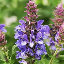 Long-Season Hummingbird Garden 15 Long-Season Hummingbird Garden -Tree Bower Sales x600 21627