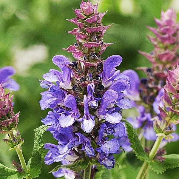 Long-Season Hummingbird Garden 7 Long-Season Hummingbird Garden - Image 7