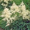 Astilbe X Arendsii 'Bridal Veil'