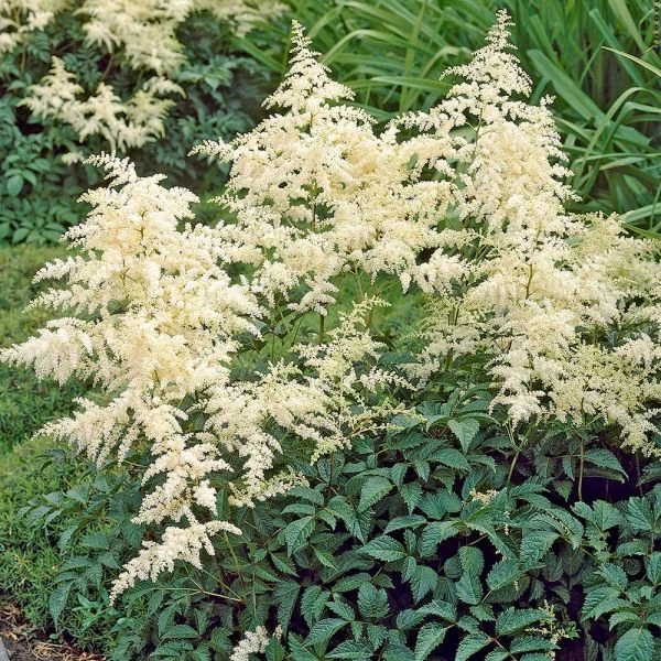 Astilbe X Arendsii 'Bridal Veil' 1 Astilbe X Arendsii 'Bridal Veil'