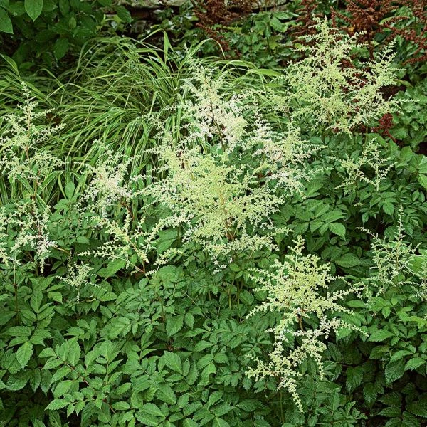 Astilbe X Arendsii 'Bridal Veil' 2 Astilbe X Arendsii 'Bridal Veil' - Image 2