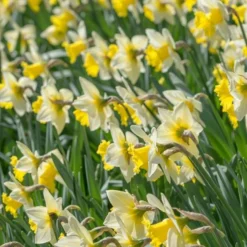 Narcissus 'Cornish King' 8 Narcissus 'Cornish King' -Tree Bower Sales x600 21765