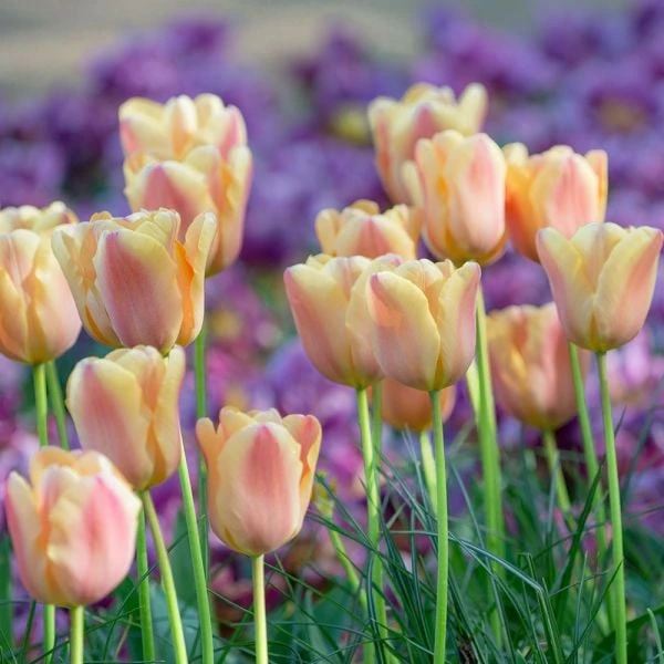 Tulip 'Apricot Foxx' 2 Tulip 'Apricot Foxx' - Image 2