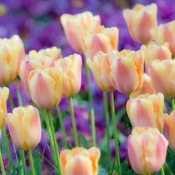 Tulip 'Apricot Foxx' 8 Tulip 'Apricot Foxx' -Tree Bower Sales x600 21840