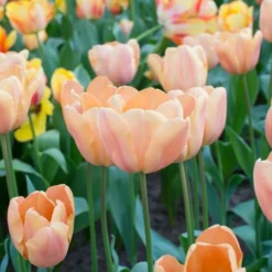 Tulip 'Apricot Foxx' 9 Tulip 'Apricot Foxx' -Tree Bower Sales x600 21841