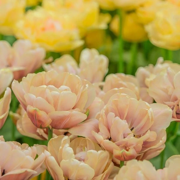 Tulip 'La Belle Epoque' 4 Tulip 'La Belle Epoque' - Image 4