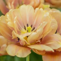 Tulip 'La Belle Epoque' 10 Tulip 'La Belle Epoque' -Tree Bower Sales x600 21870