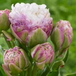 Tree Bower Sales -Tree Bower Sales x600 21877