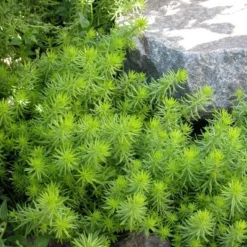 Sedum Rupestre 'Angelina' -Tree Bower Sales x600 21901