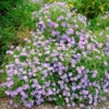 Symphyotrichum Oblongifolium 'October Skies'