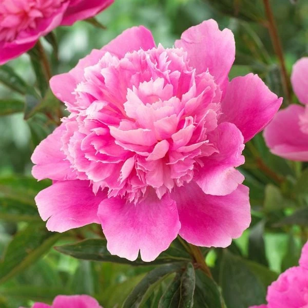 Peony 'Bouquet Perfect' 2 Peony 'Bouquet Perfect' - Image 2