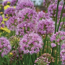 Pollinator Bulb & Perennial Garden 18 Pollinator Bulb & Perennial Garden -Tree Bower Sales x600 21950 1