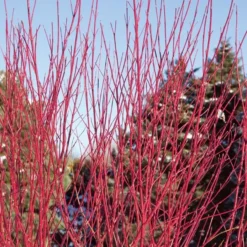 Cornus Stolonifera Arctic Fire® Red -Tree Bower Sales x600 21961