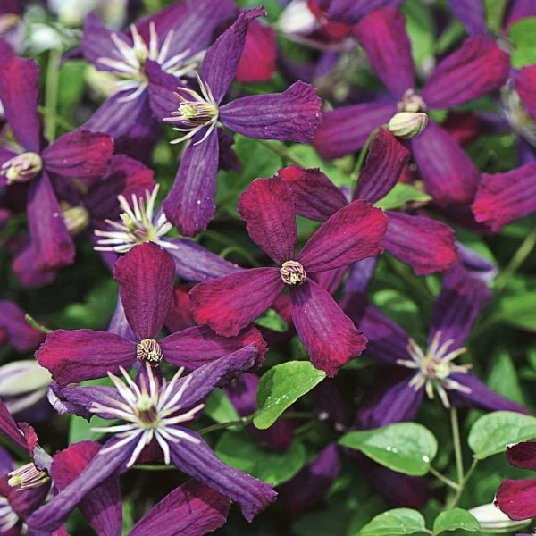 Clematis 'Sweet Summer Love' 2 Clematis 'Sweet Summer Love' - Image 2