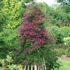 Clematis 'Sweet Summer Love' 5 Clematis 'Sweet Summer Love' -Tree Bower Sales x600 22004