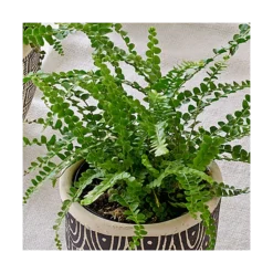 Lemon Button Fern Trio In Togo Pots