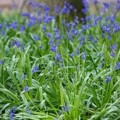 Pollinator Bulb Collection -Tree Bower Sales x600 22087