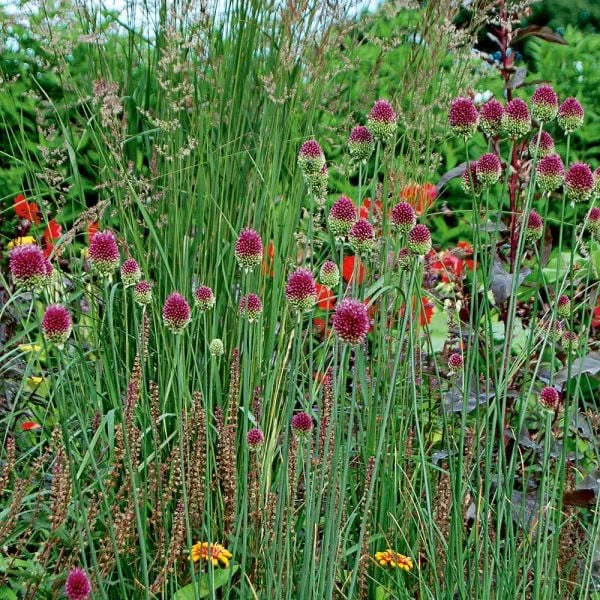 Allium Sphaerocephalon 3 Allium Sphaerocephalon - Image 3