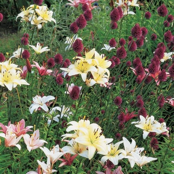 Allium Sphaerocephalon 4 Allium Sphaerocephalon - Image 4