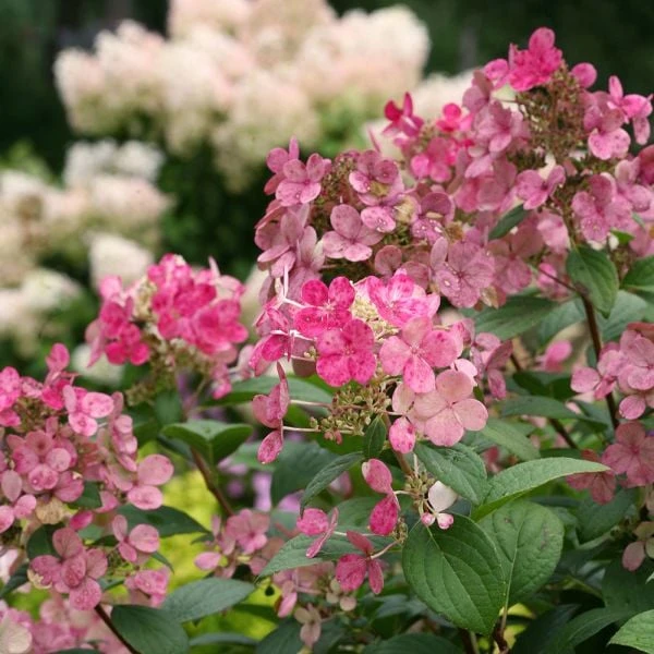 Hydrangea Paniculata Little Quick Fire® 7 Hydrangea Paniculata Little Quick Fire® - Image 7