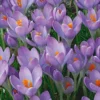 Crocus Tommasinianus