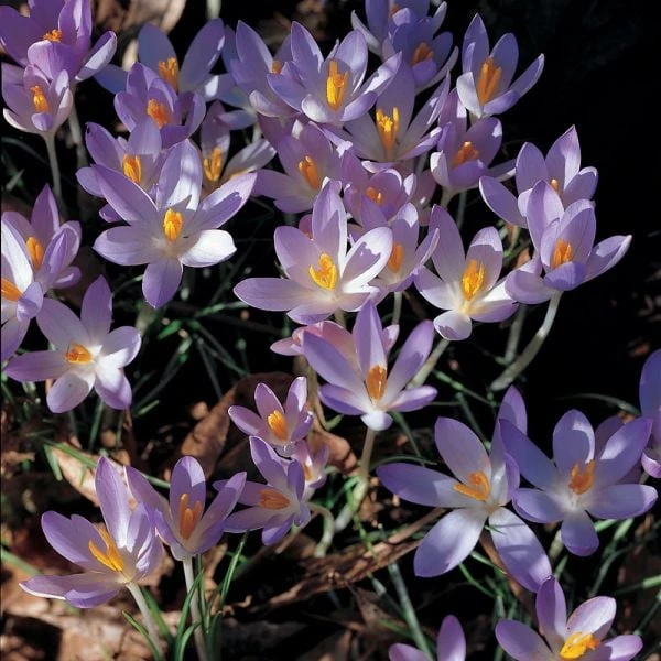 Crocus Tommasinianus 2 Crocus Tommasinianus - Image 2