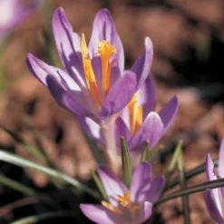 Crocus Tommasinianus 5 Crocus Tommasinianus -Tree Bower Sales x600 22172