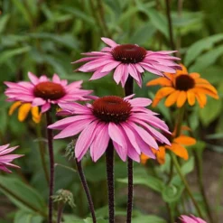 Echinacea Purpurea Prairie Pillars™ 'Merlot' -Tree Bower Sales x600 22175