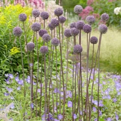 Allium 'Summer Drummer' 7 Allium 'Summer Drummer' -Tree Bower Sales x600 22176